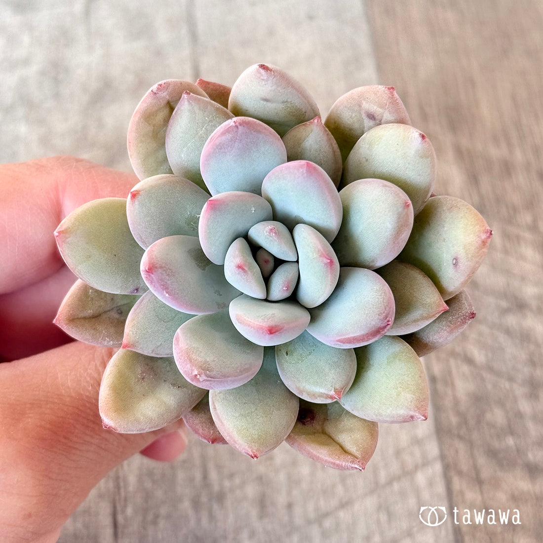 アイン(エアーマジック苗)