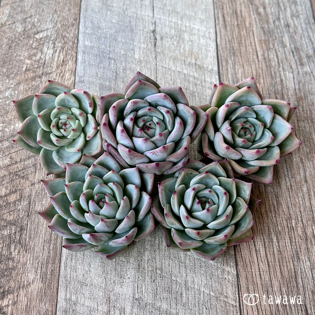 レッドチヒロ(エアーマジック苗)