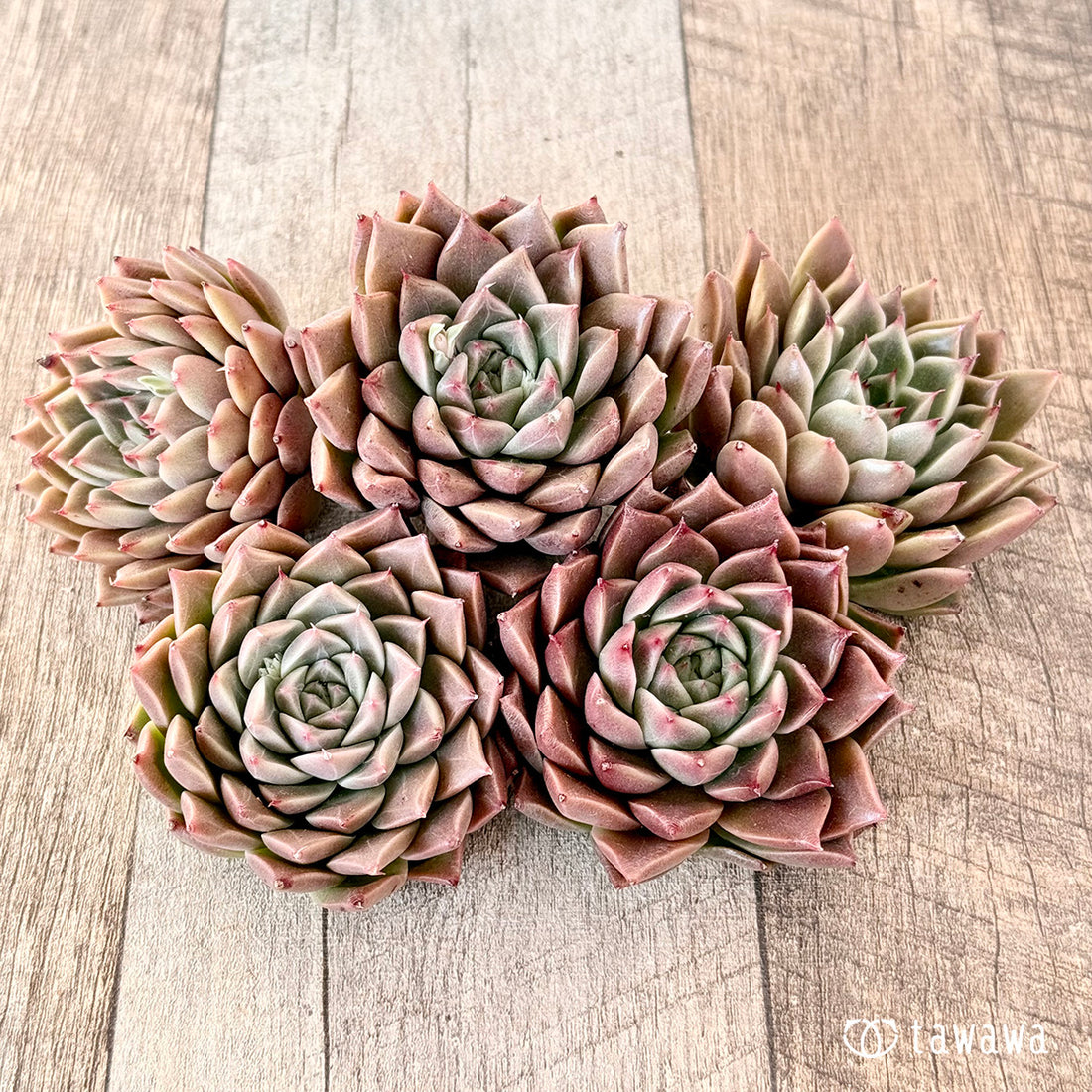 レッドシグナル(エアーマジック苗)