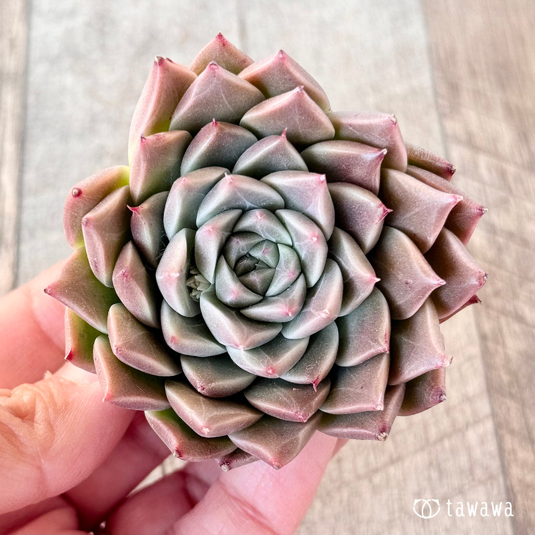 レッドシグナル(エアーマジック苗)