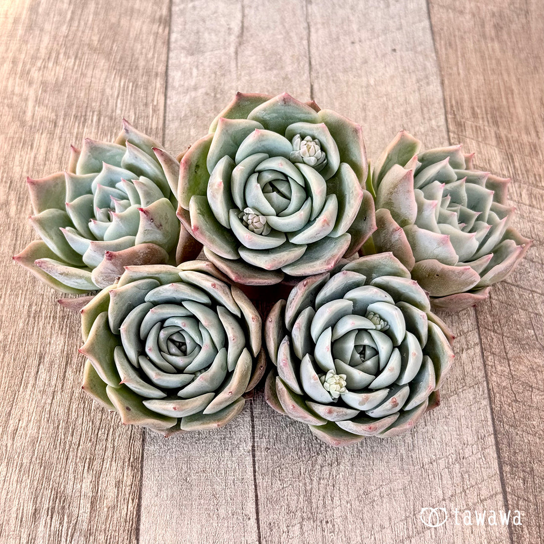 シルクハート(エアーマジック苗)