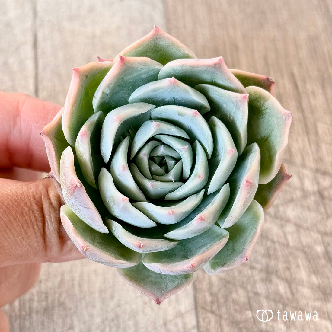 シルクハート(エアーマジック苗)