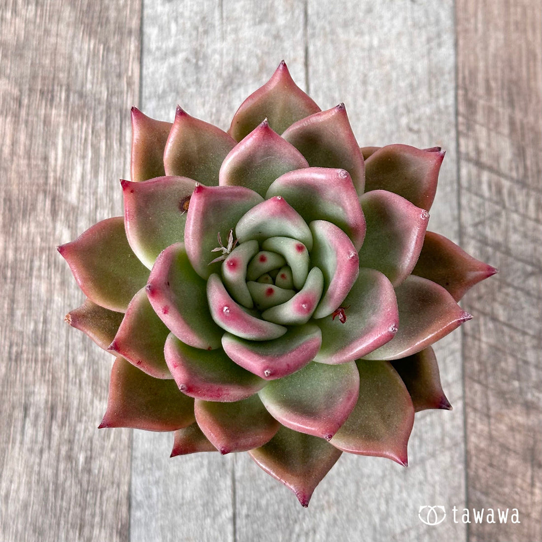 New Arrival* Cubic Frost