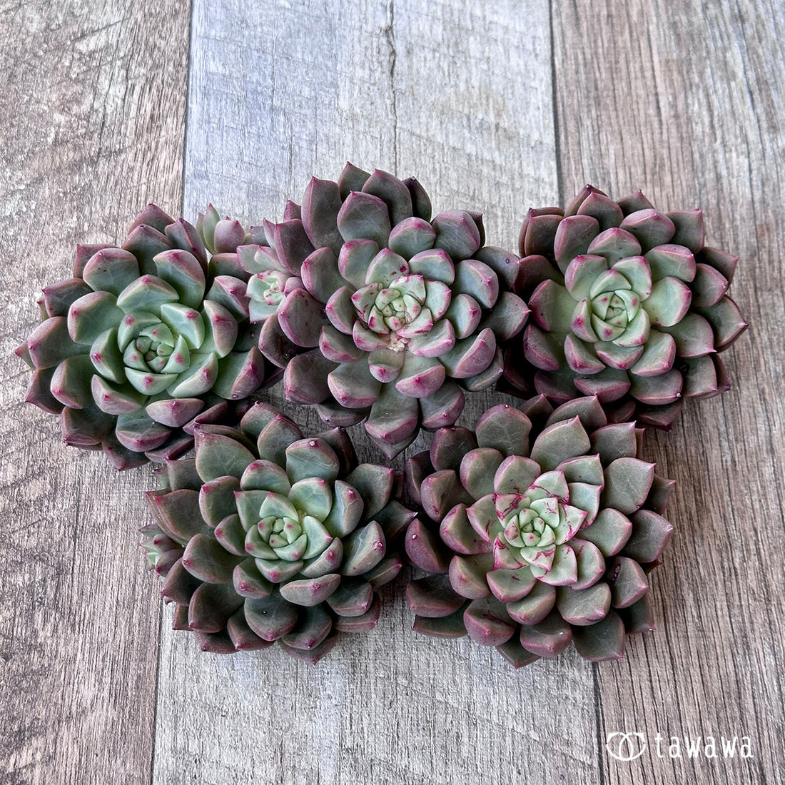 エコール(エアーマジック苗)