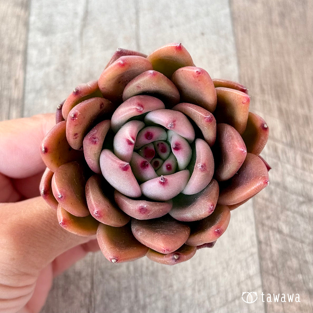 ノーブル(エアーマジック苗)