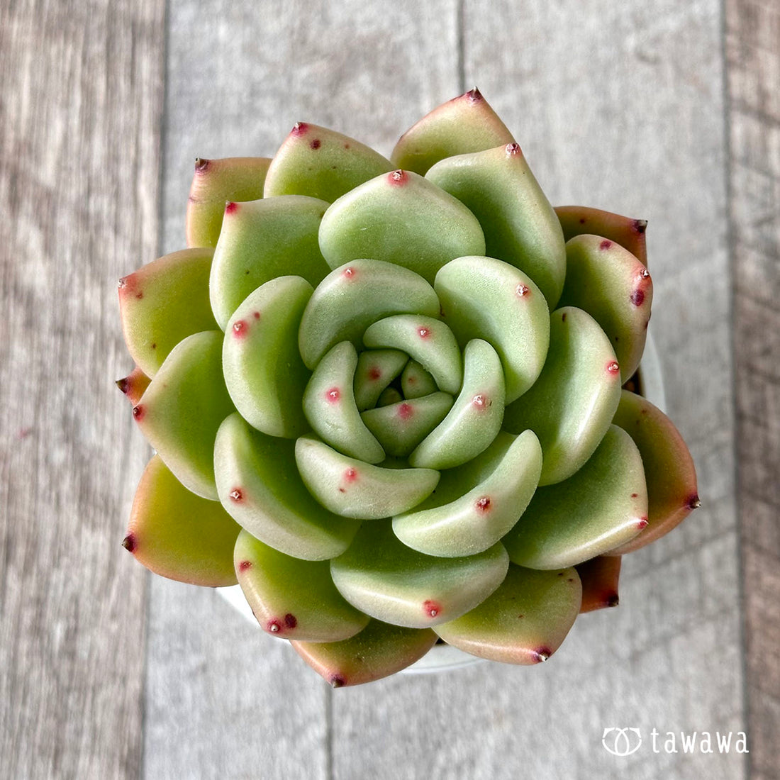 ロイヤルキャッスル(エアーマジック農園苗)