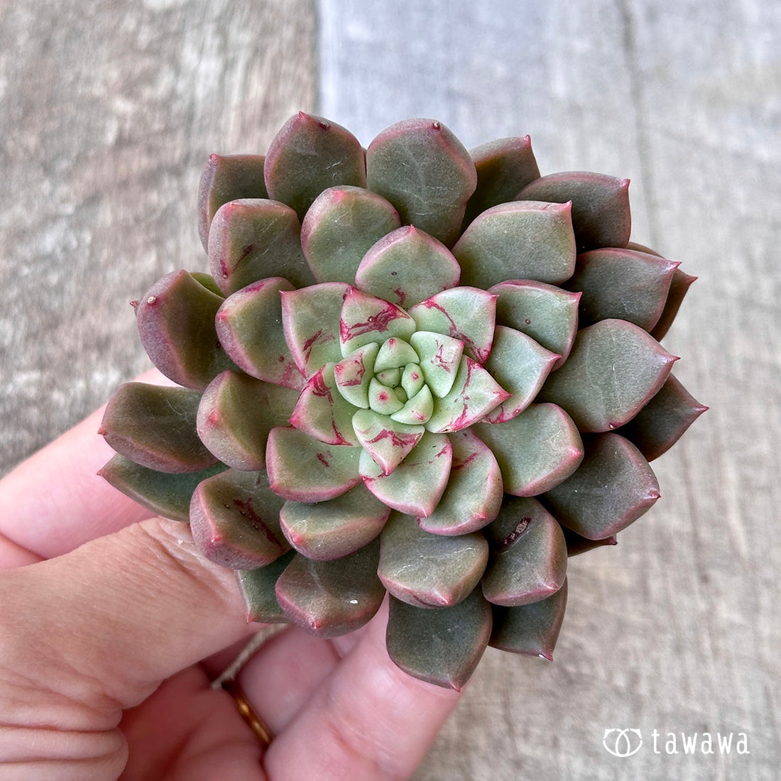 エコール(エアーマジック苗)