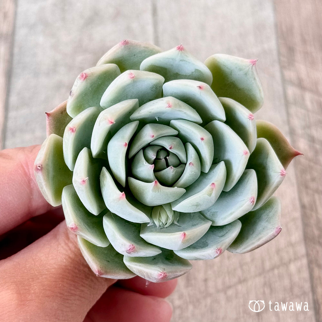 Yeon Wha(エアーマジック苗)