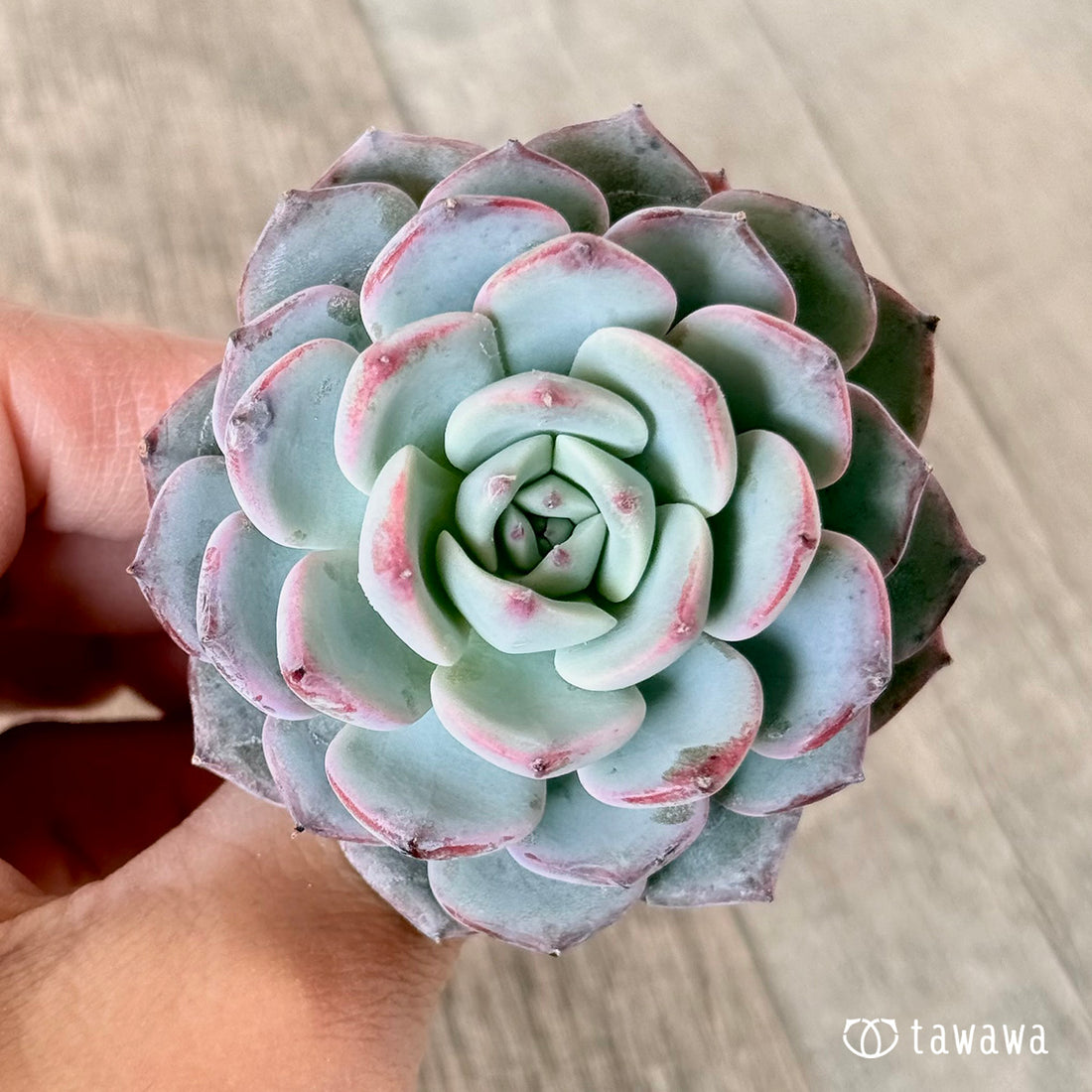 ピンキーサイモン(エアーマジック苗)