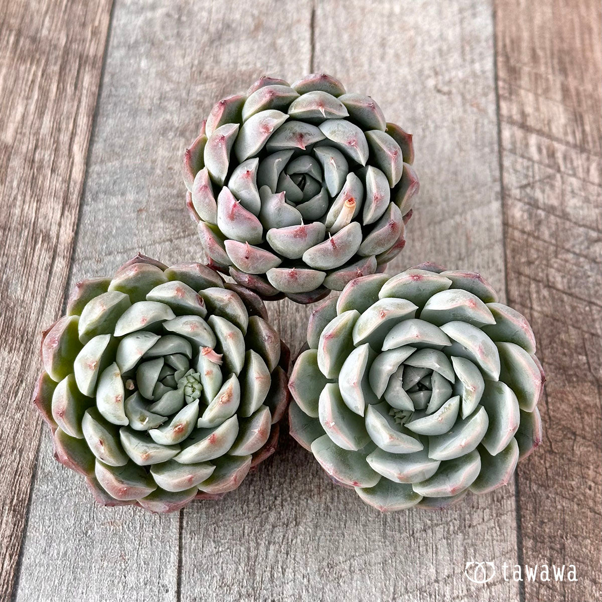 New Arrival* Cubic Frost
