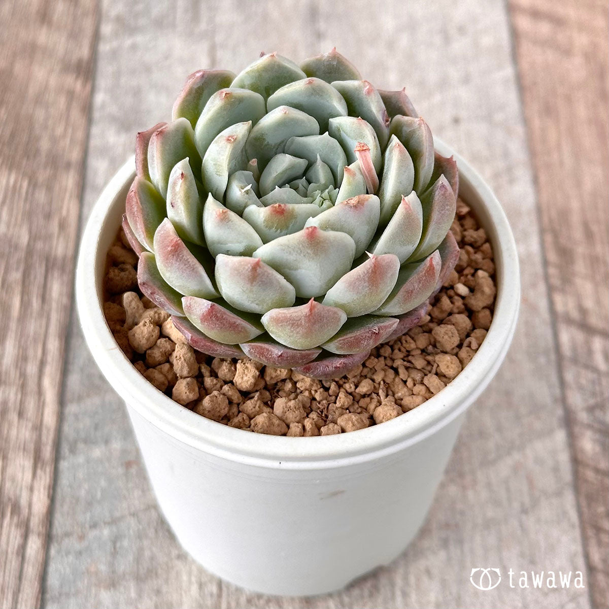 New Arrival* Cubic Frost