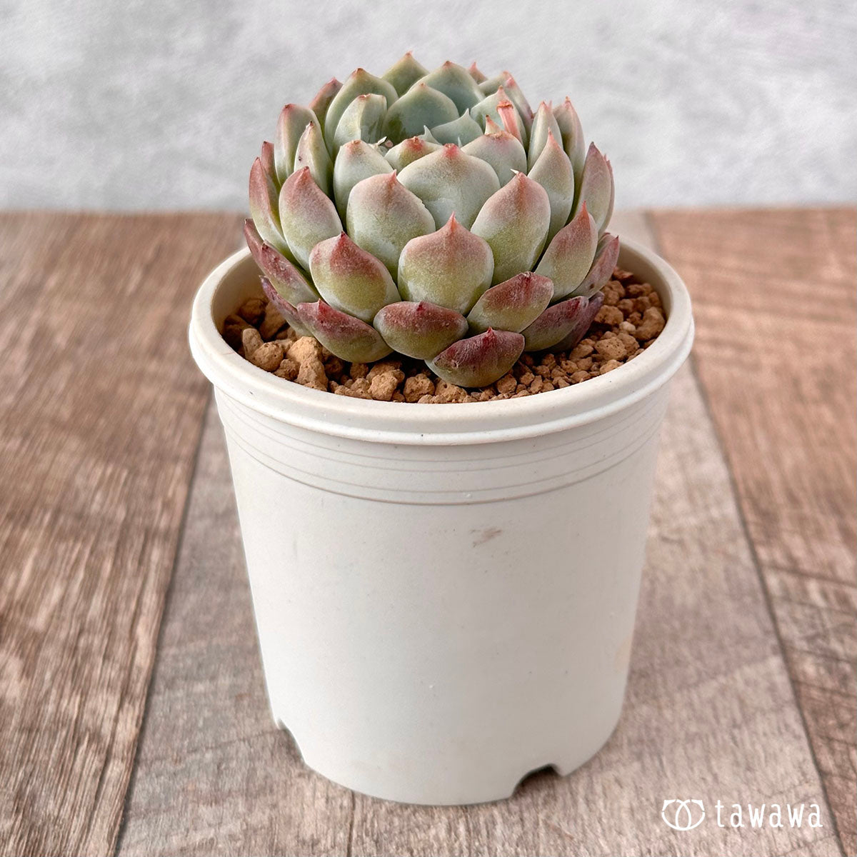 New Arrival* Cubic Frost
