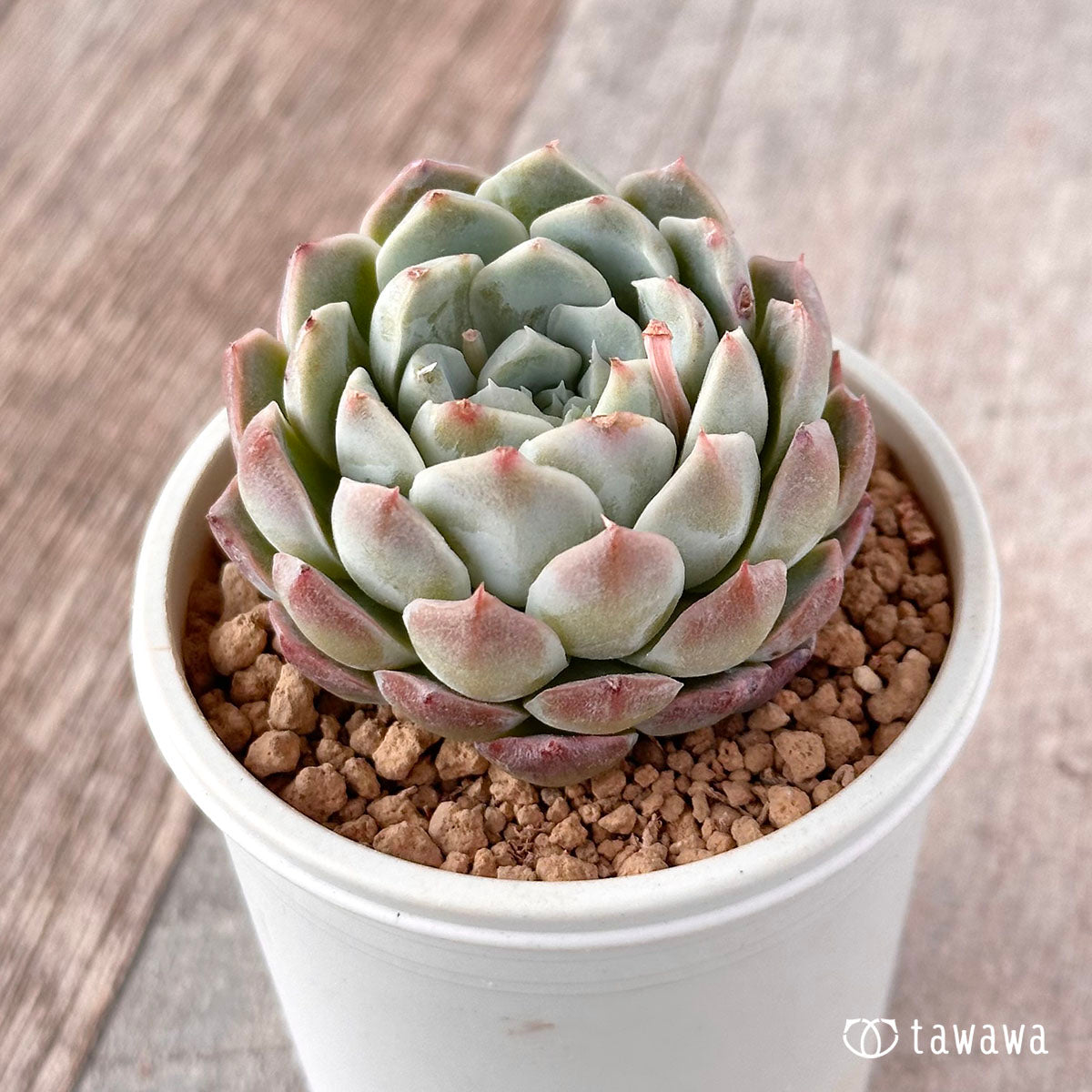New Arrival* Cubic Frost