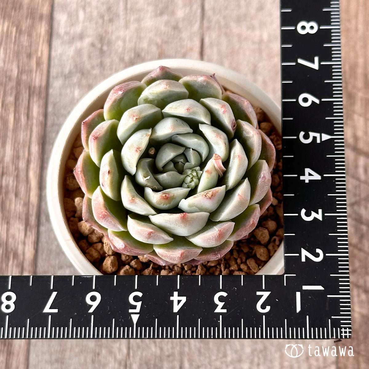 New Arrival* Cubic Frost
