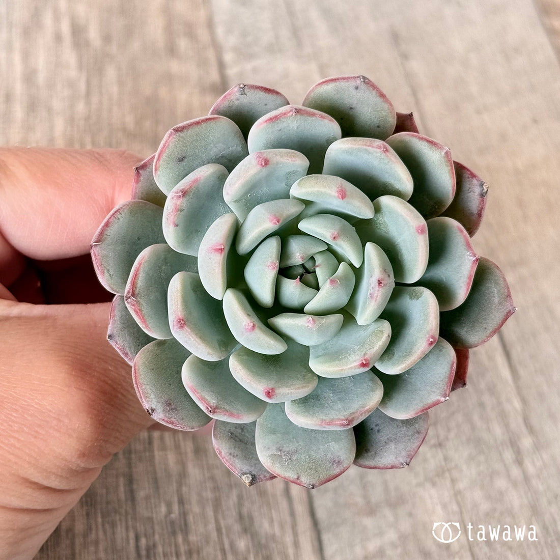 ピーチグラマー(エアーマジック苗)