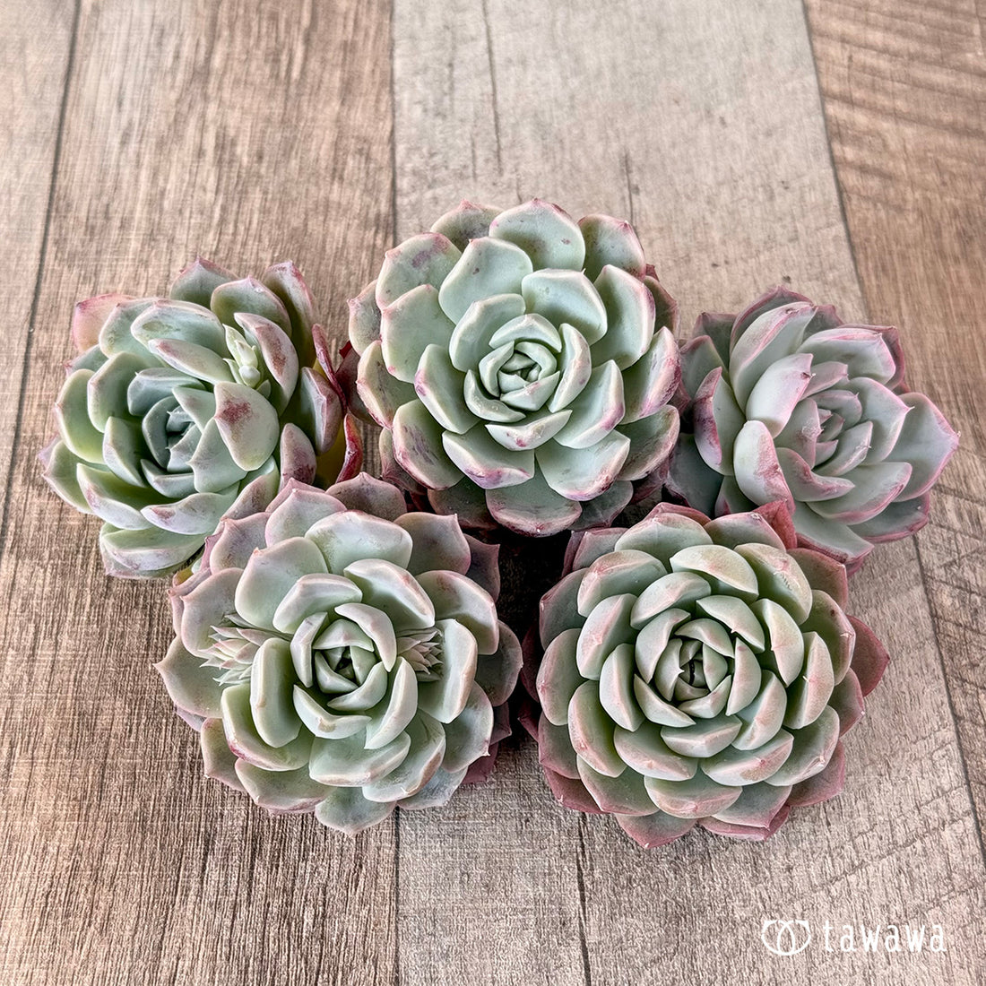 ミルキーピンキー(エアーマジック苗)