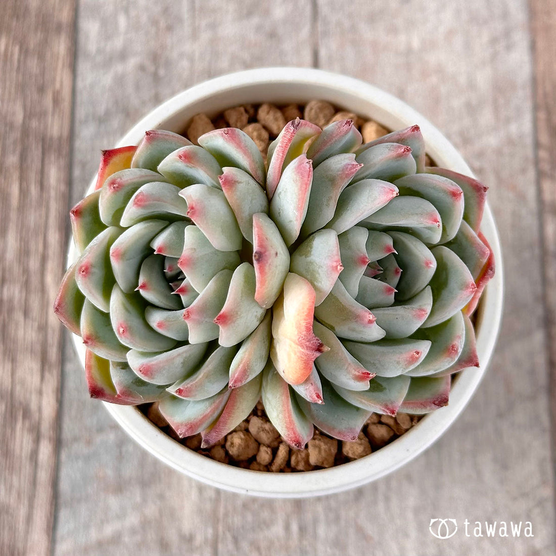 New Arrival* Soul Heart