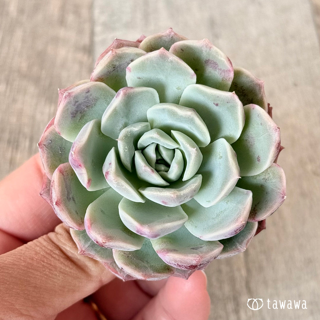 ミルキーピンキー(エアーマジック苗)