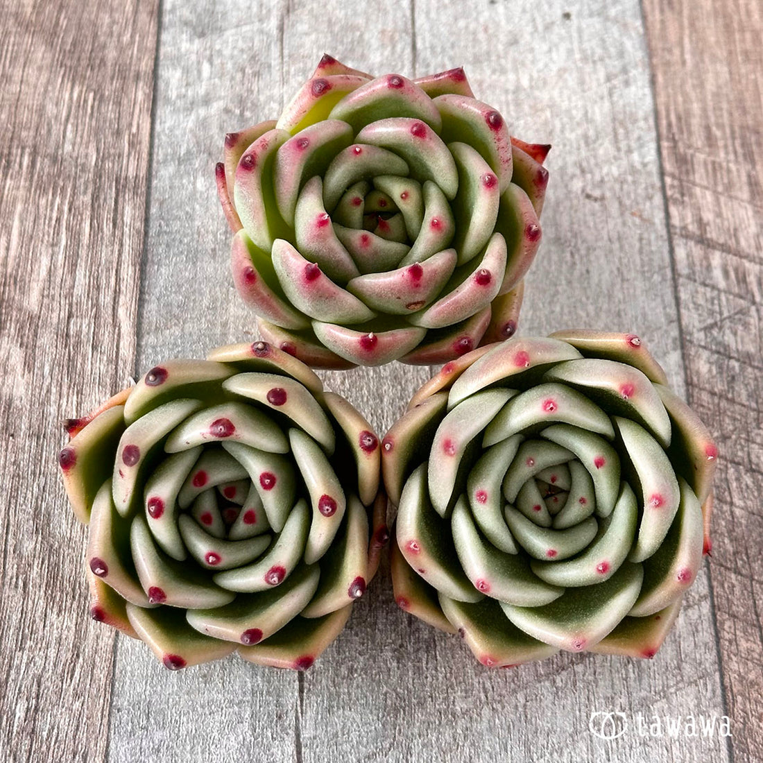 ローズガーネット(エアーマジック農園苗)