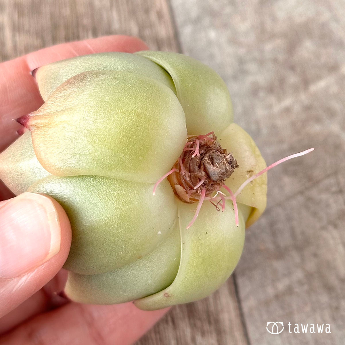 로즈 가닛