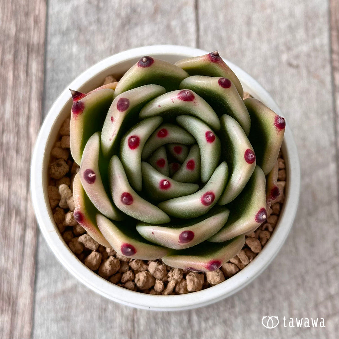 ローズガーネット(エアーマジック農園苗)