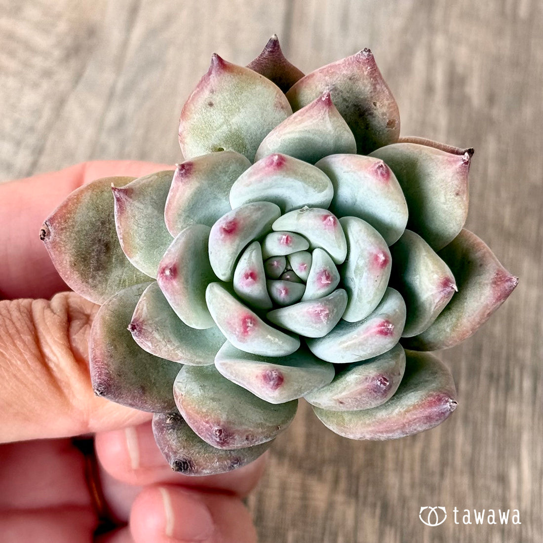 コロラータ(オリジナル)(エアーマジック苗)