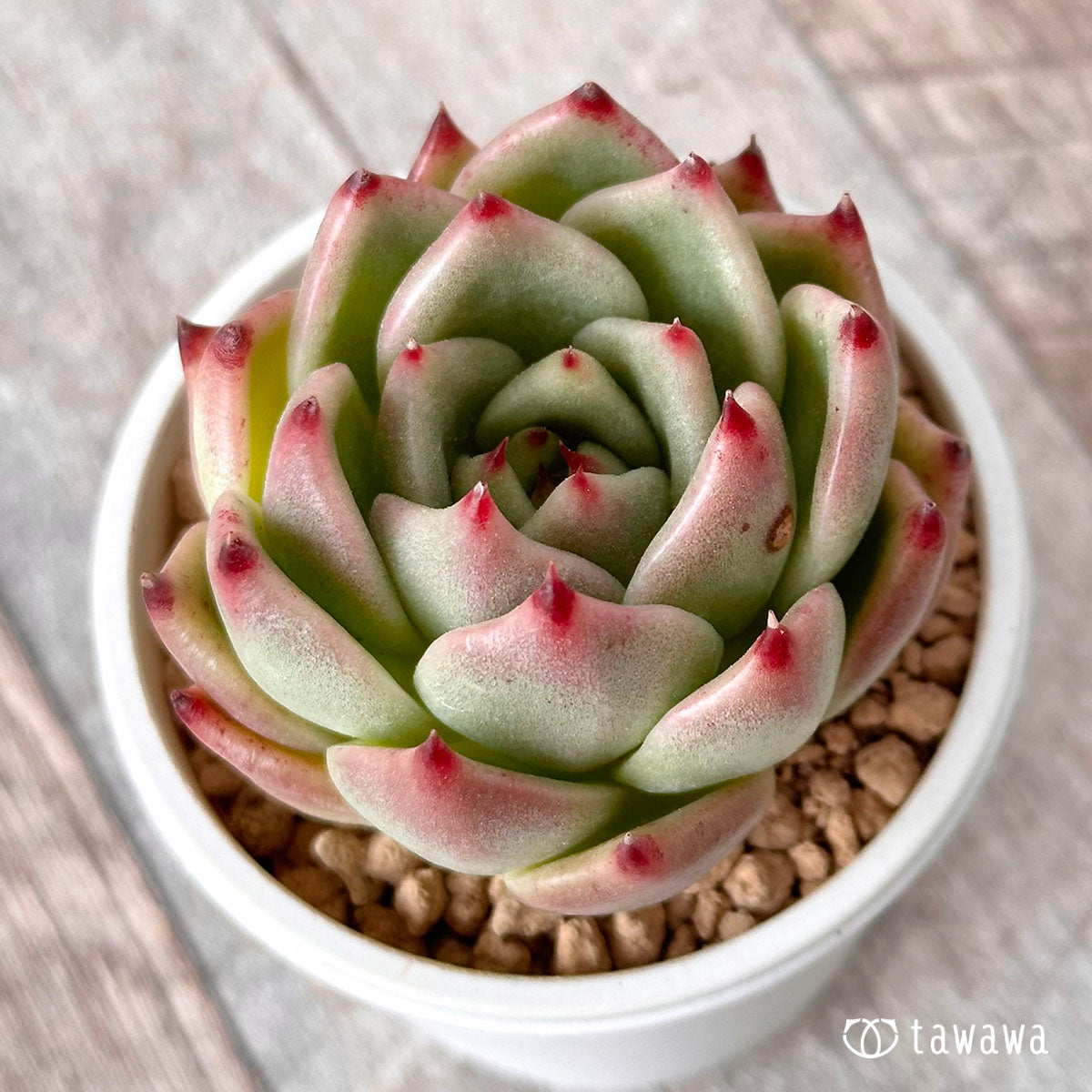 로즈 가닛