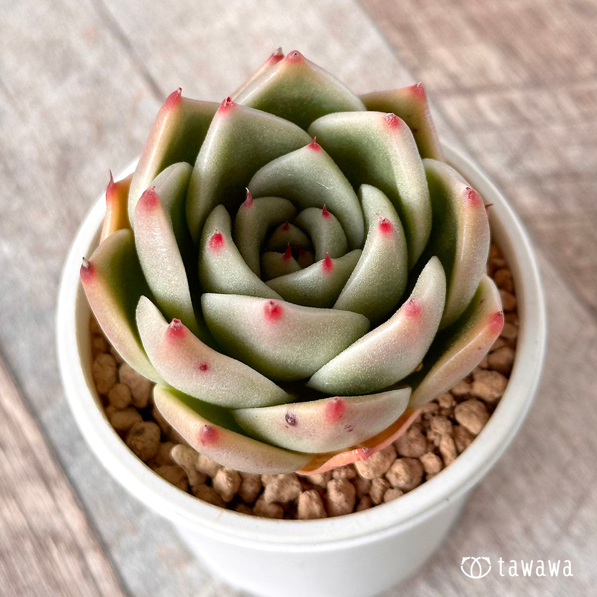 로즈 가닛