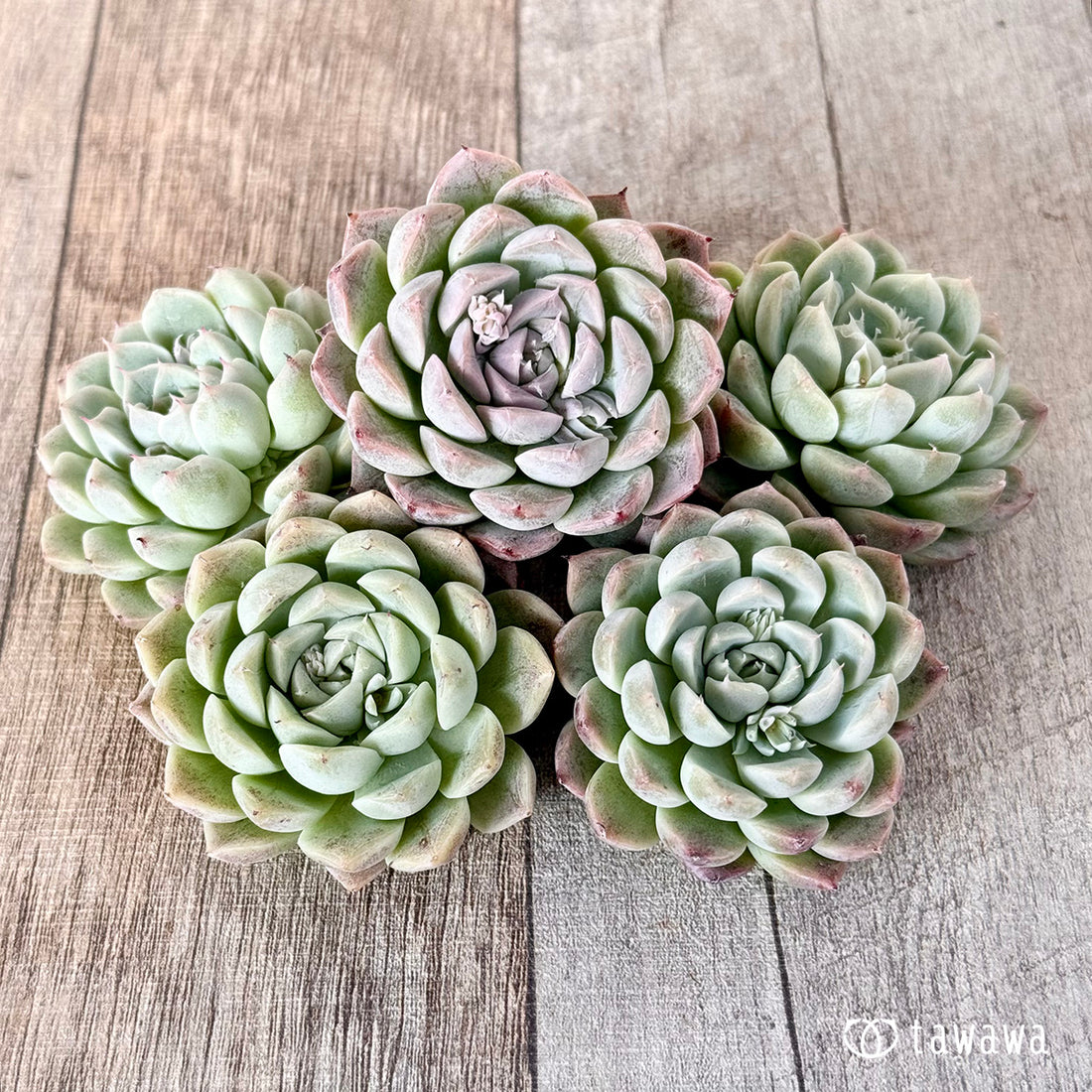 クリームボール(エアーマジック苗)