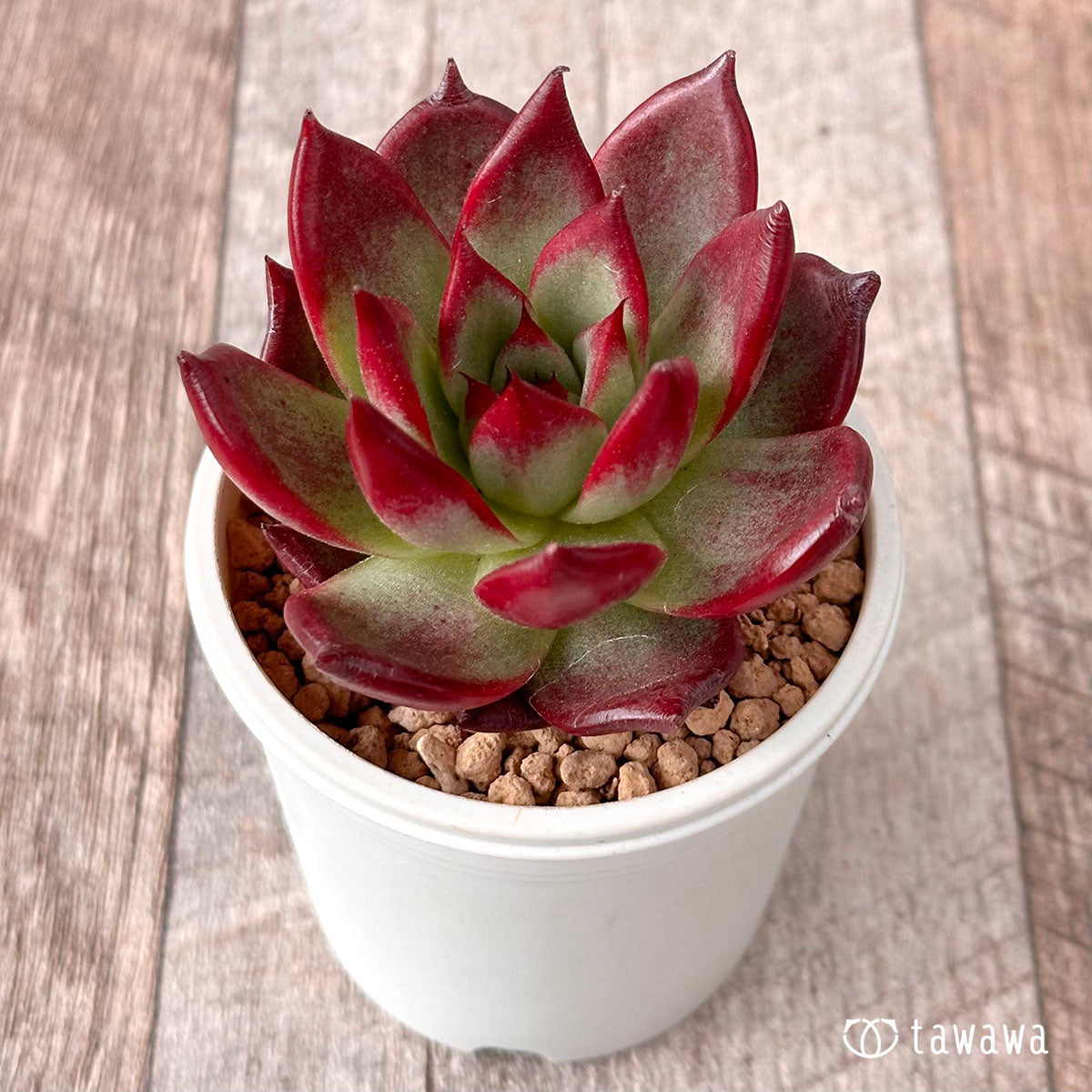 New Arrival* Cubic Frost