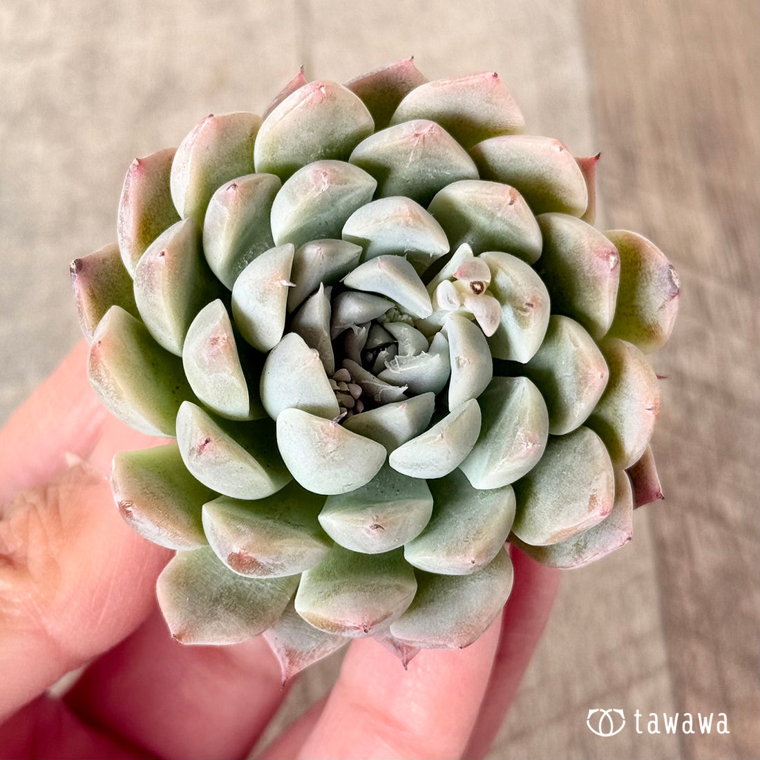 クリームボール(エアーマジック苗)