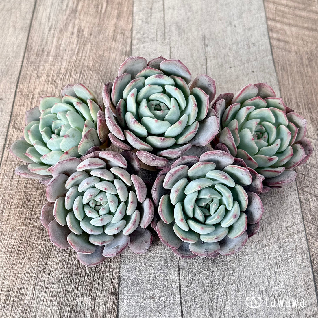 アイスビンゴ(エアーマジック苗)