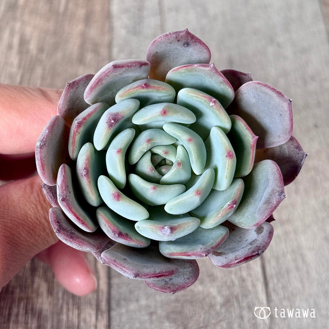 アイスビンゴ(エアーマジック苗)