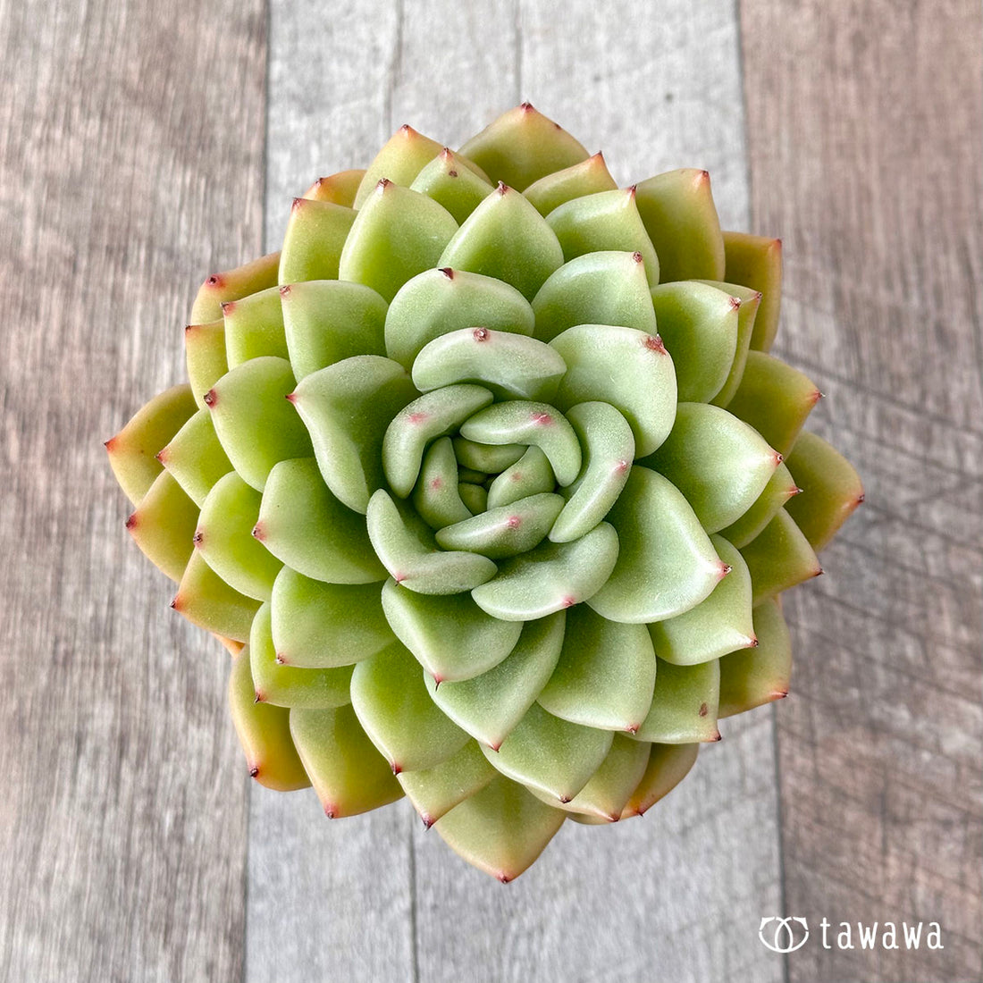 New Arrivals: Ice Green