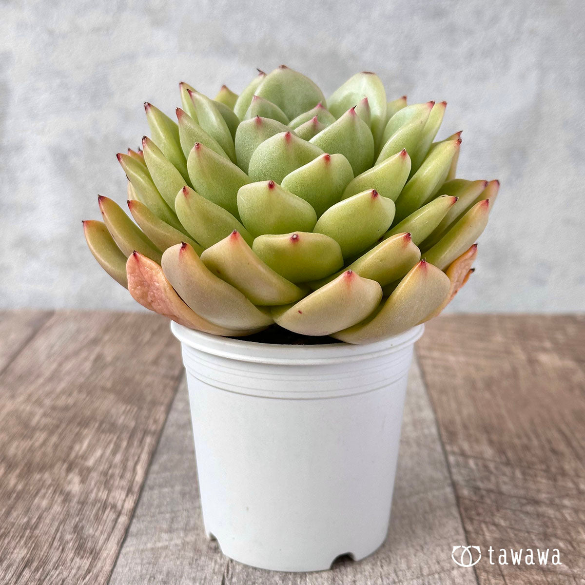 New Arrivals: Ice Green