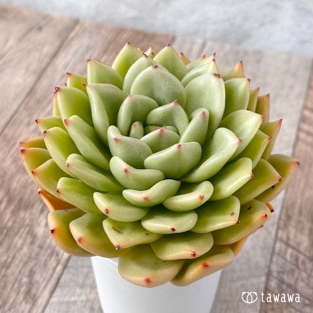 New Arrivals: Ice Green