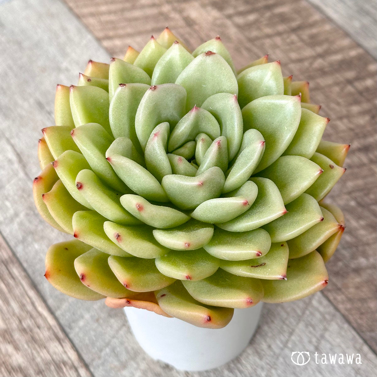 New Arrivals: Ice Green