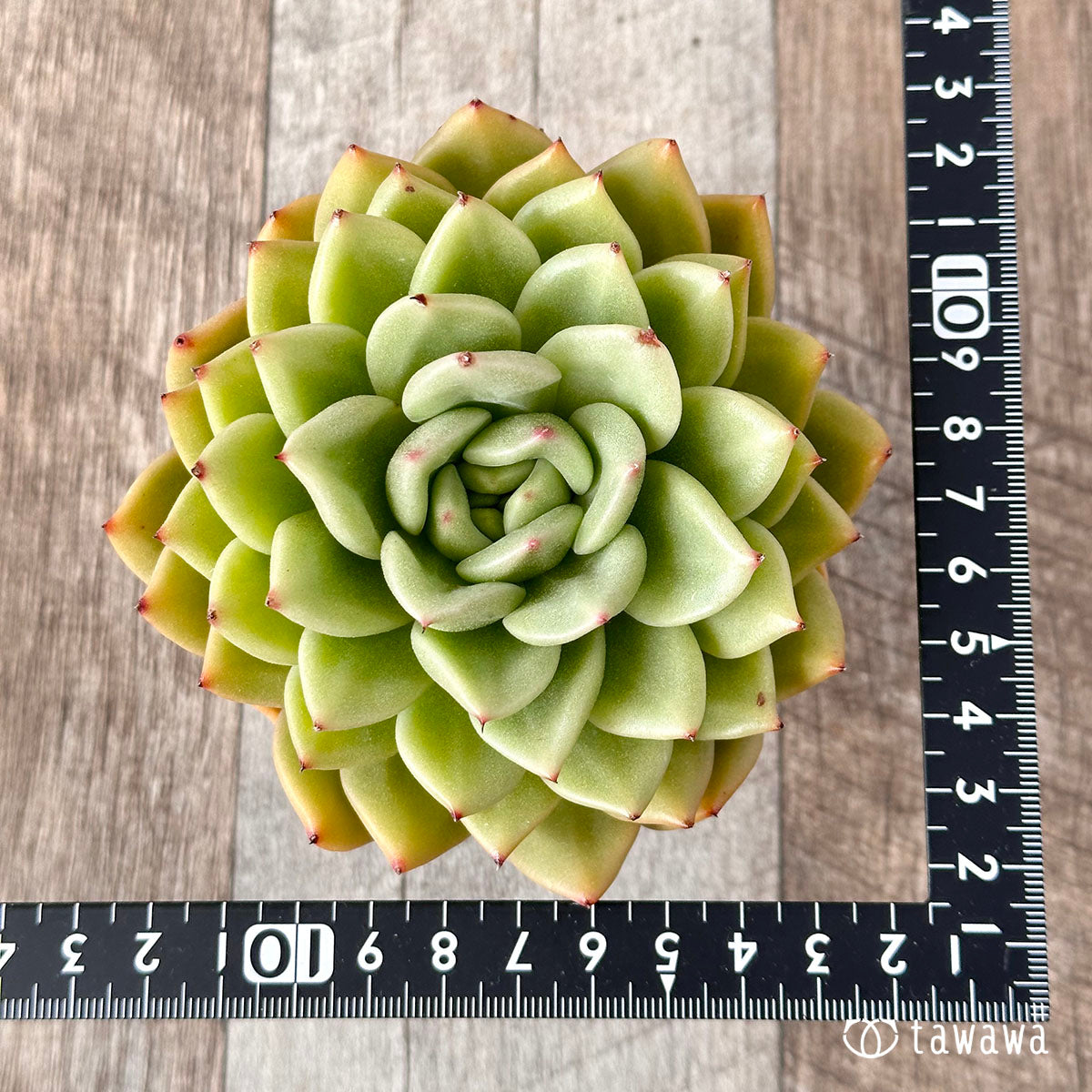 New Arrivals: Ice Green