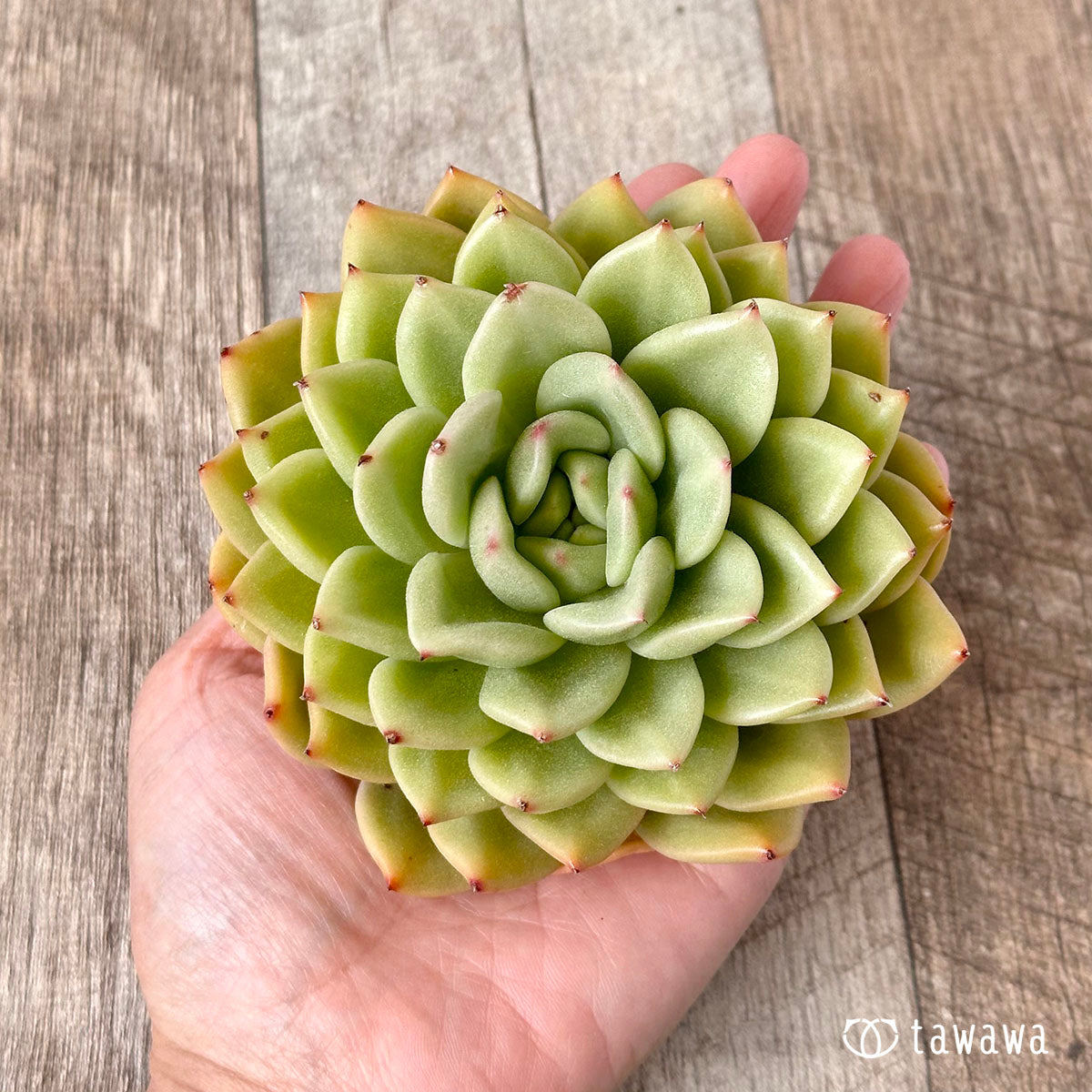 New Arrivals: Ice Green
