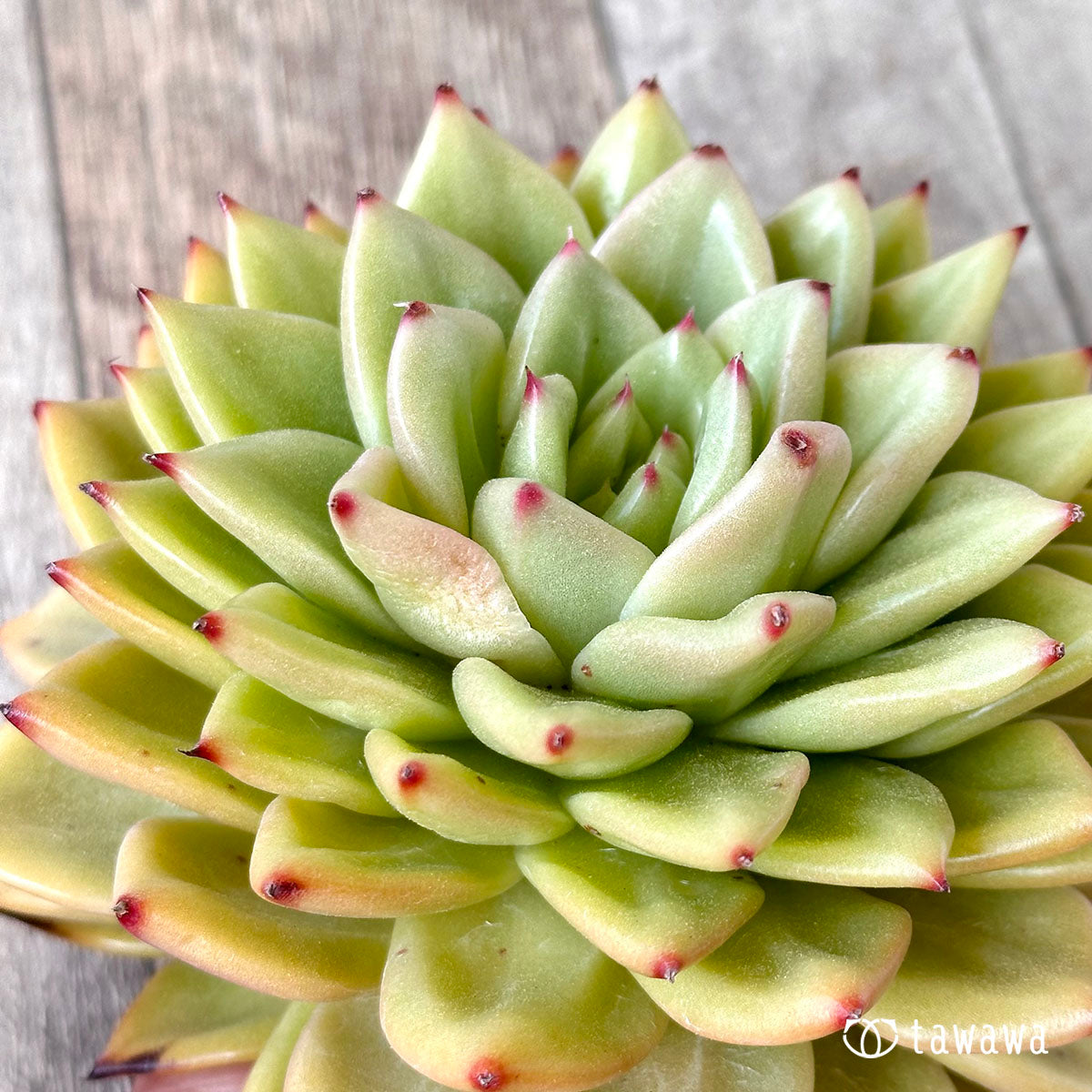 New Arrivals: Ice Green