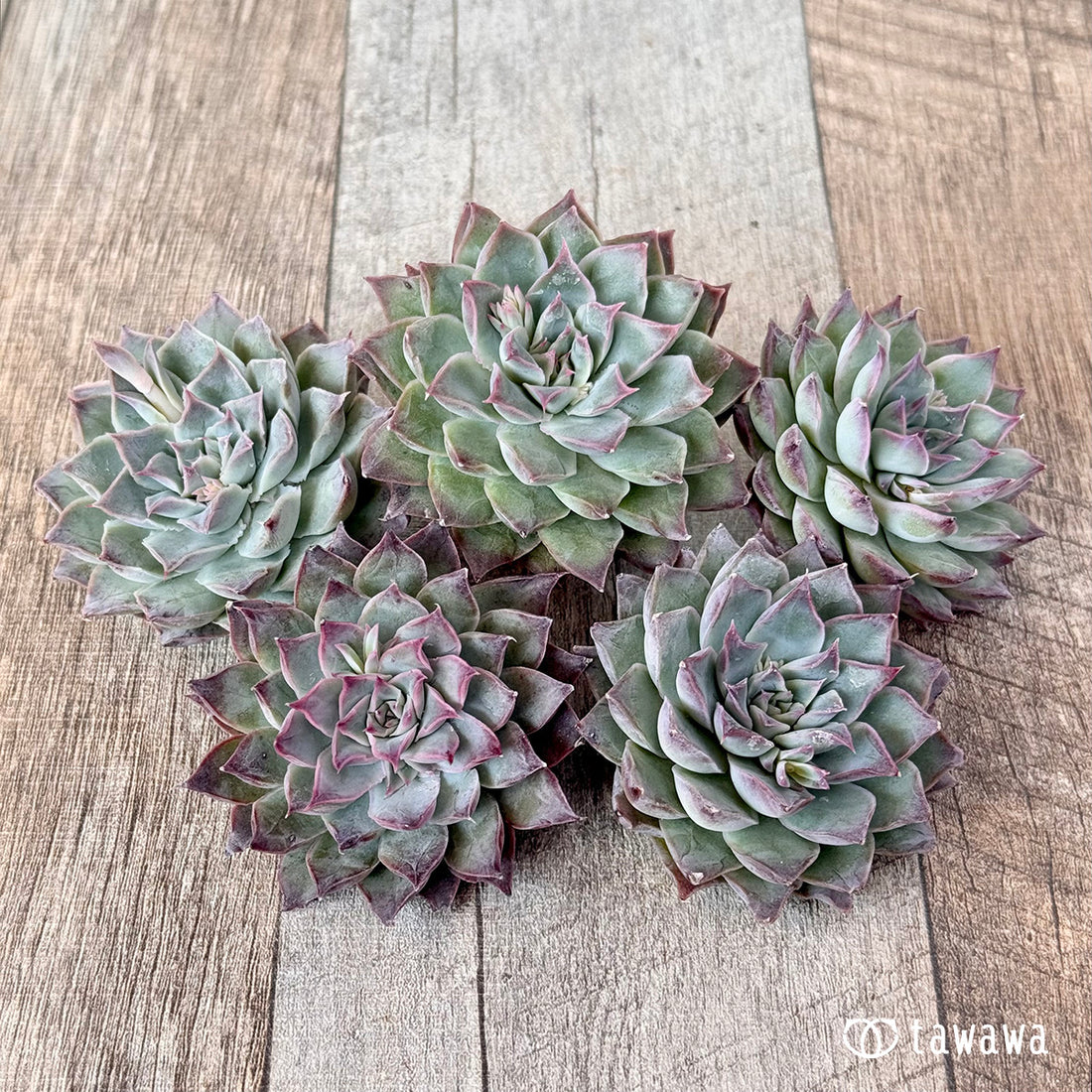 レッドバーバラ(エアーマジック苗)