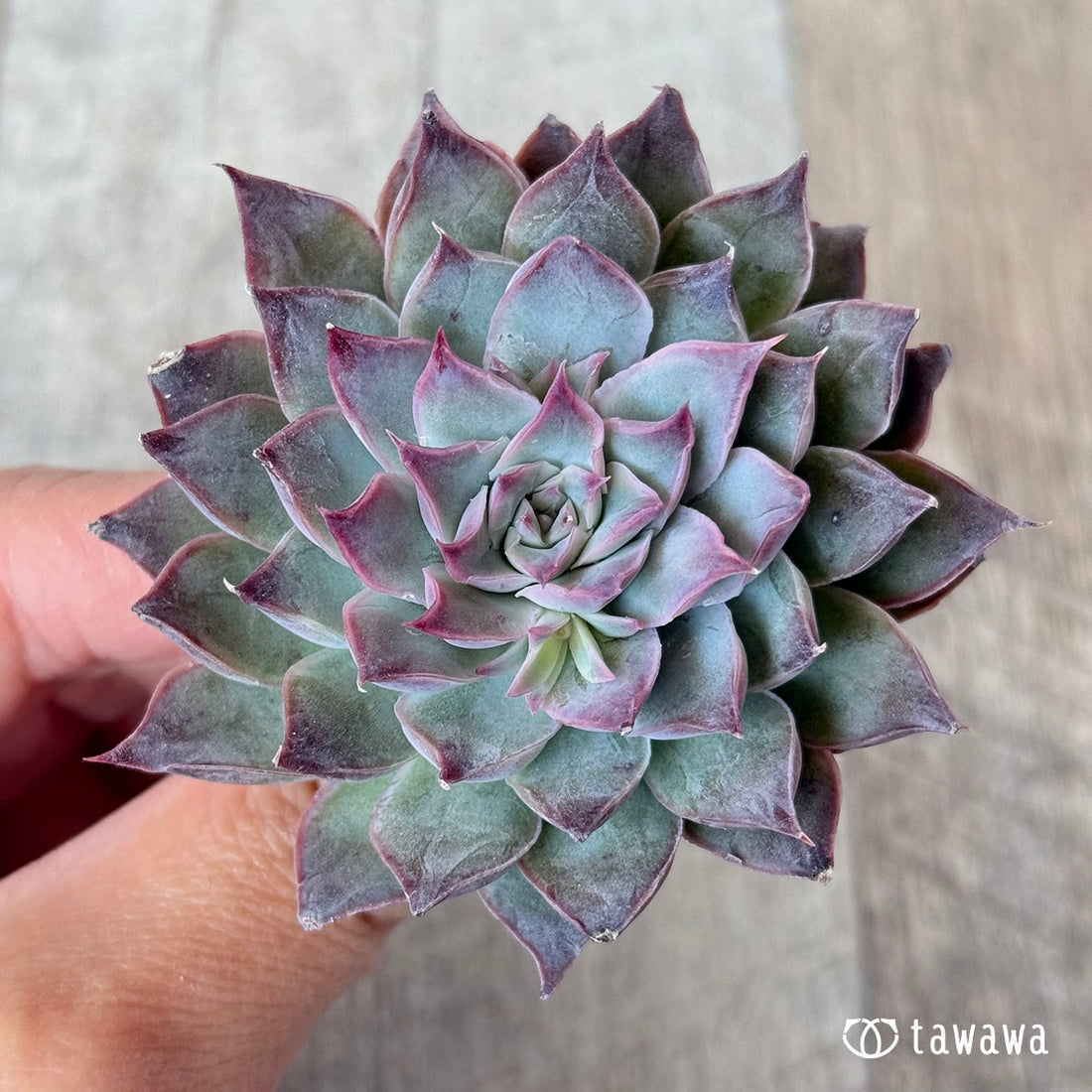 レッドバーバラ(エアーマジック苗)