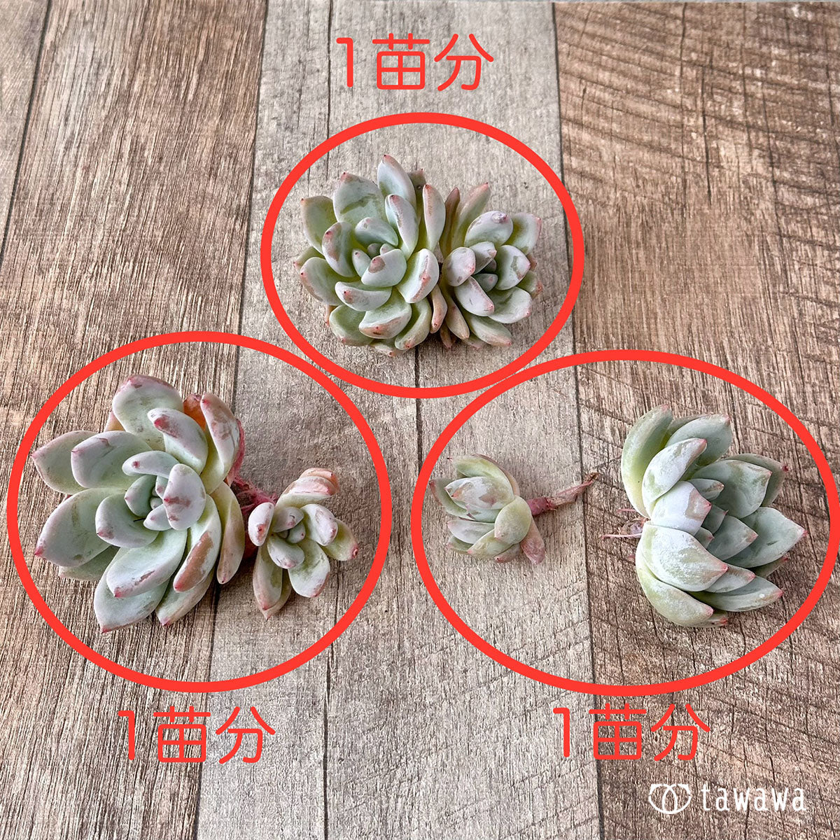 スノータコ【多頭】(エアーマジック農園苗)