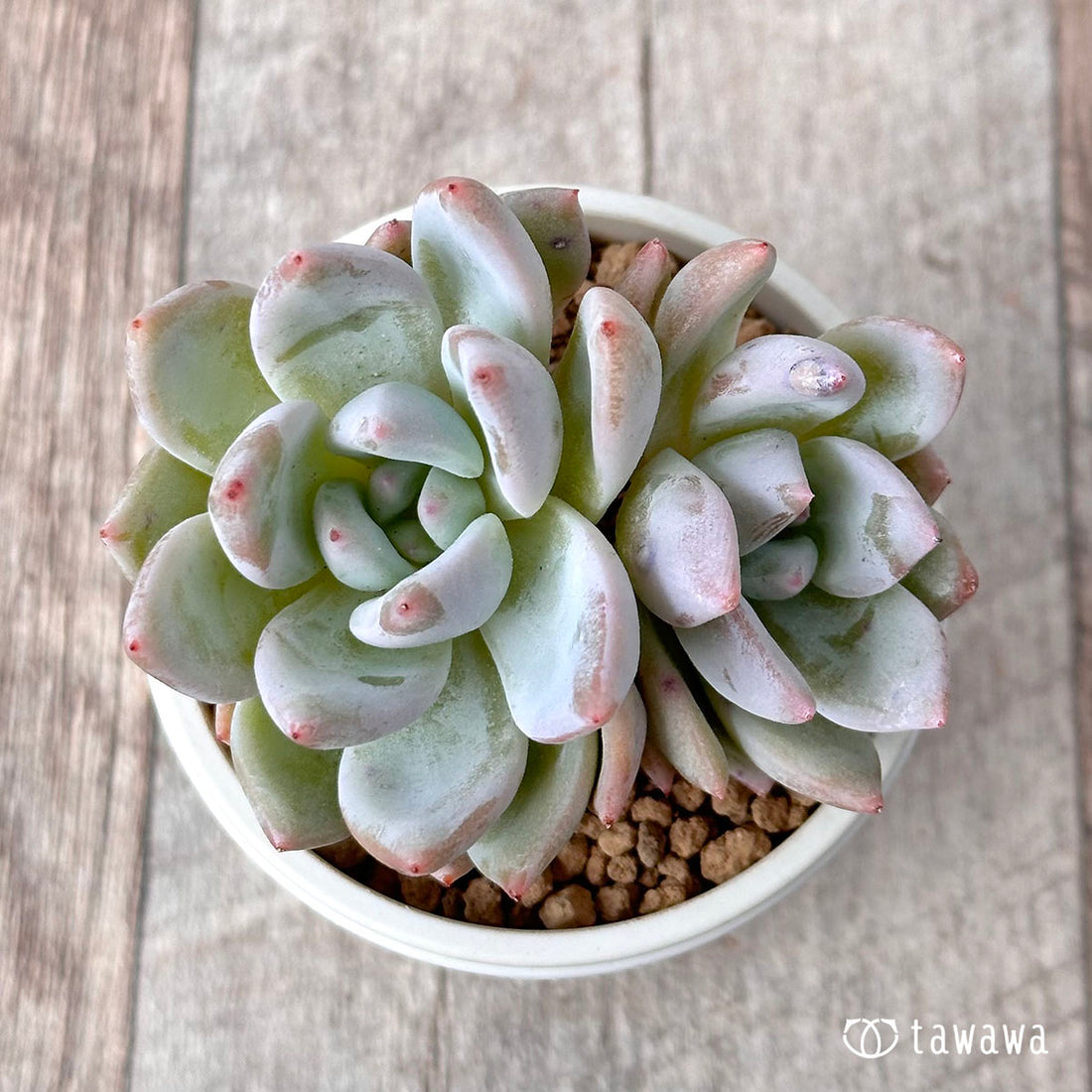 スノータコ【多頭】(エアーマジック農園苗)