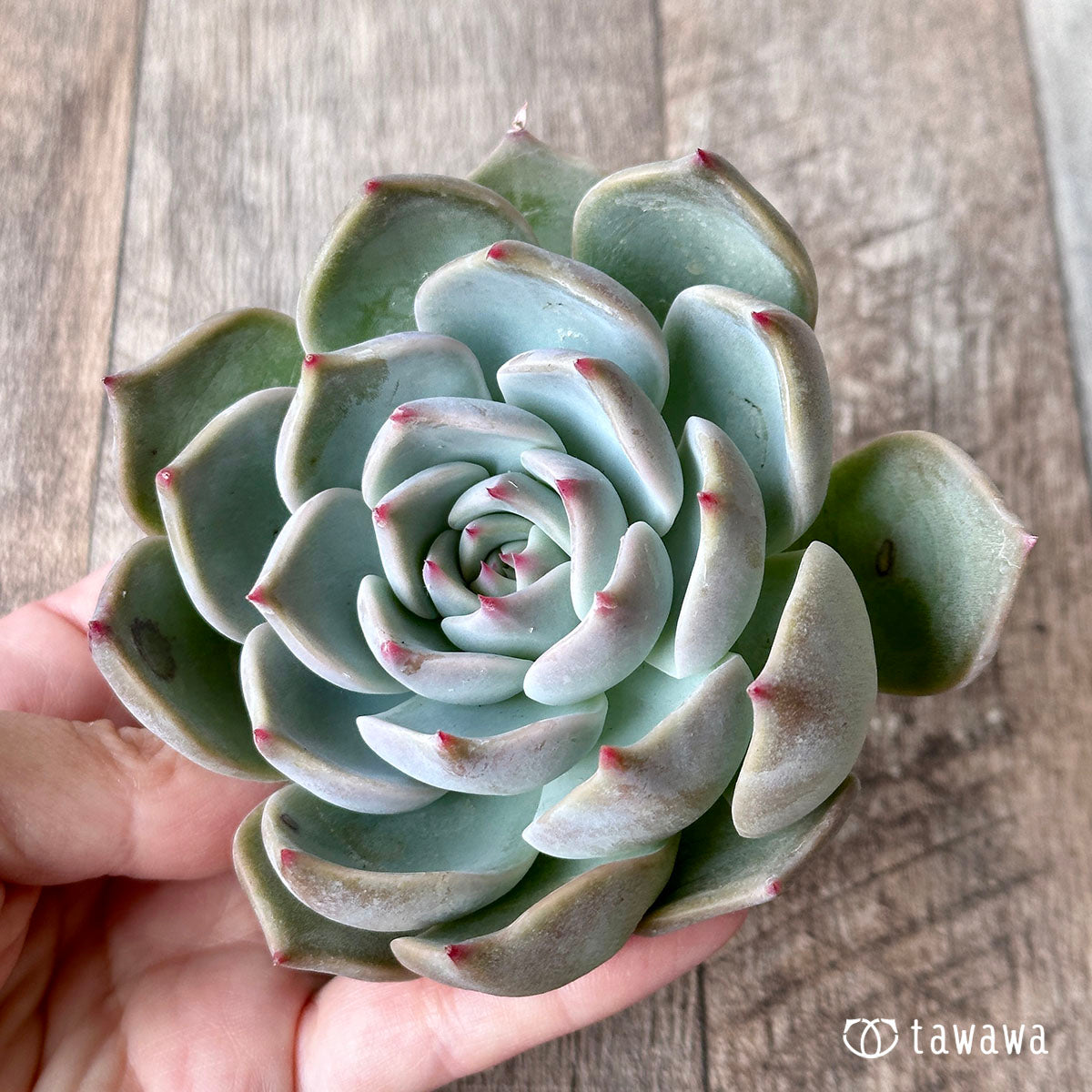 New Arrival* Cubic Frost