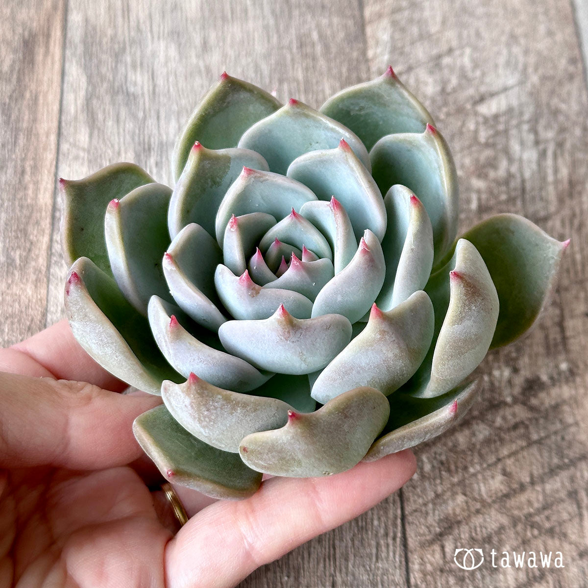 New Arrival* Cubic Frost