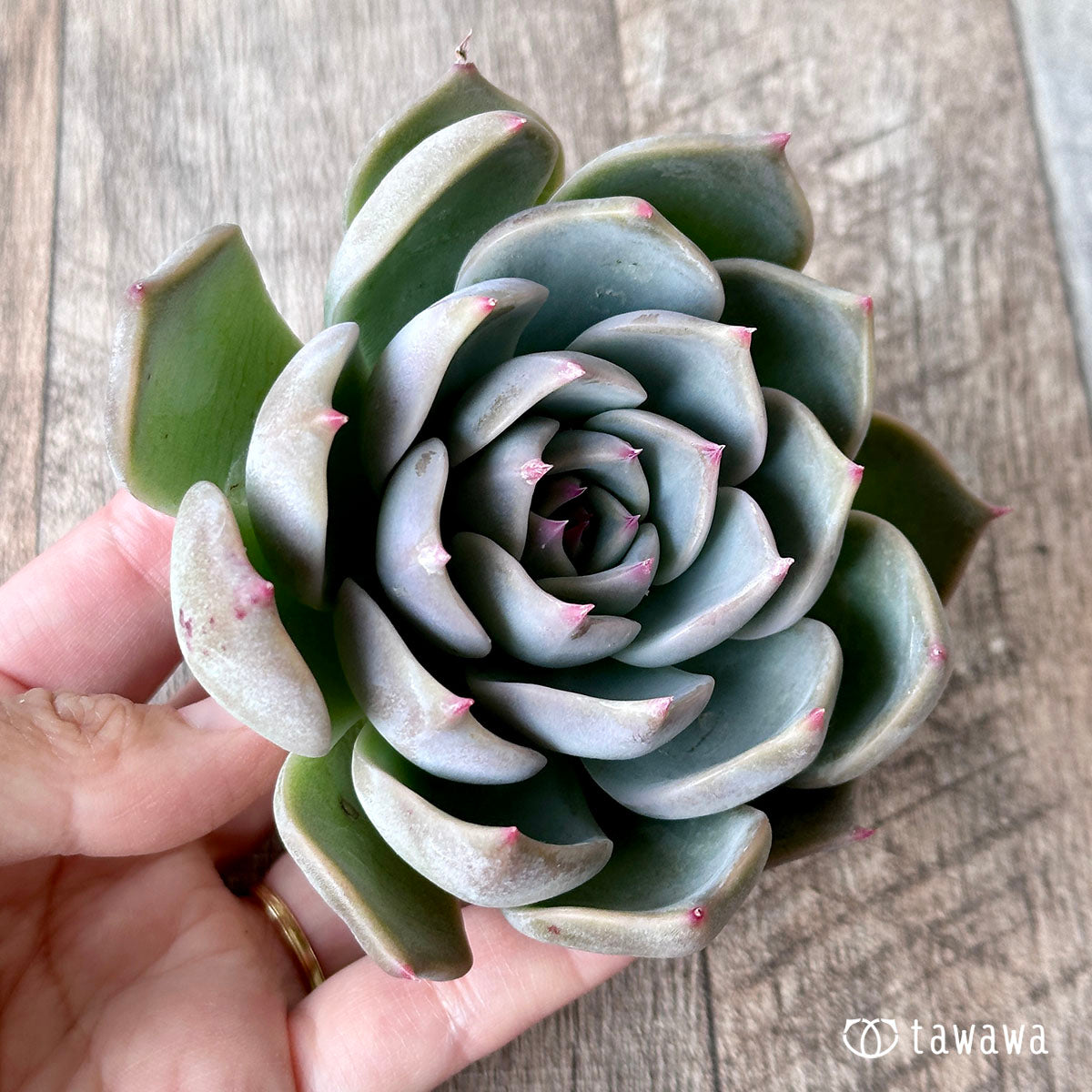 New Arrival* Cubic Frost