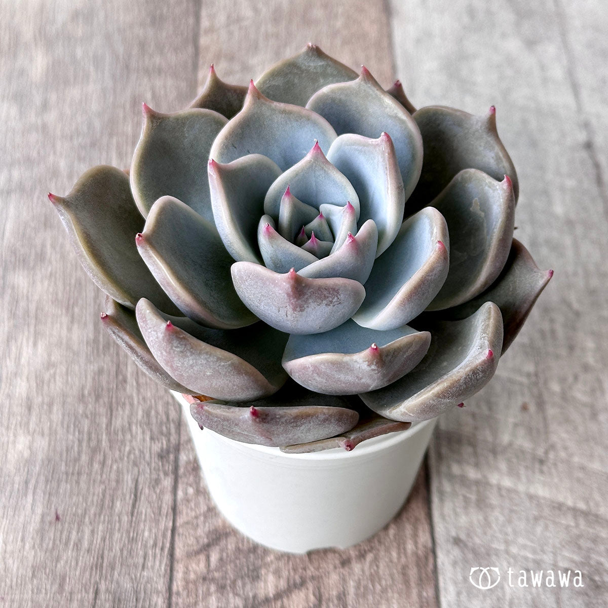 New Arrival* Cubic Frost