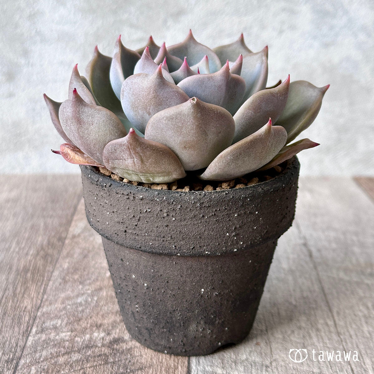 New Arrival* Cubic Frost