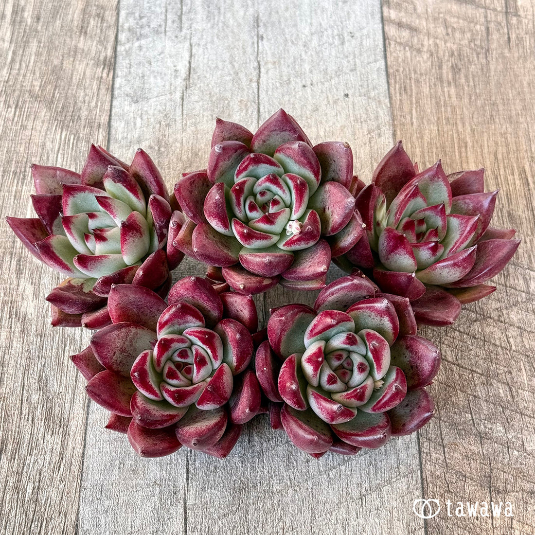 マジッククラウン(エアーマジック苗)